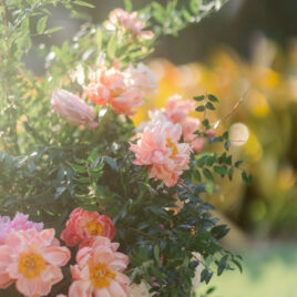 Close up image of a flower of rose with leaves